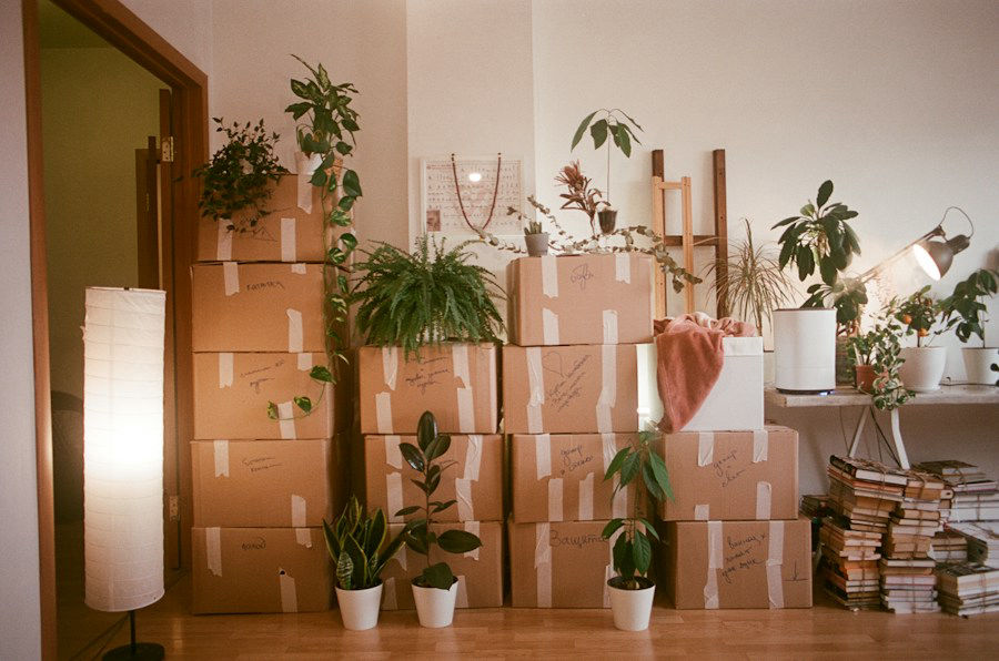 Moving boxes and houseplants in a sunny room